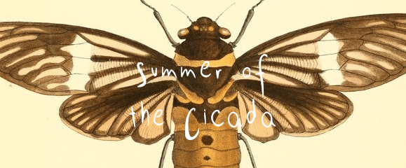 Cicada