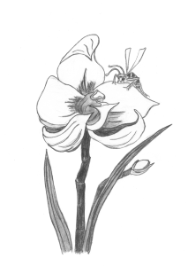 Earl&amp;Ed_MarianRunk3